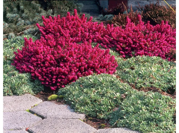 Erica pianta