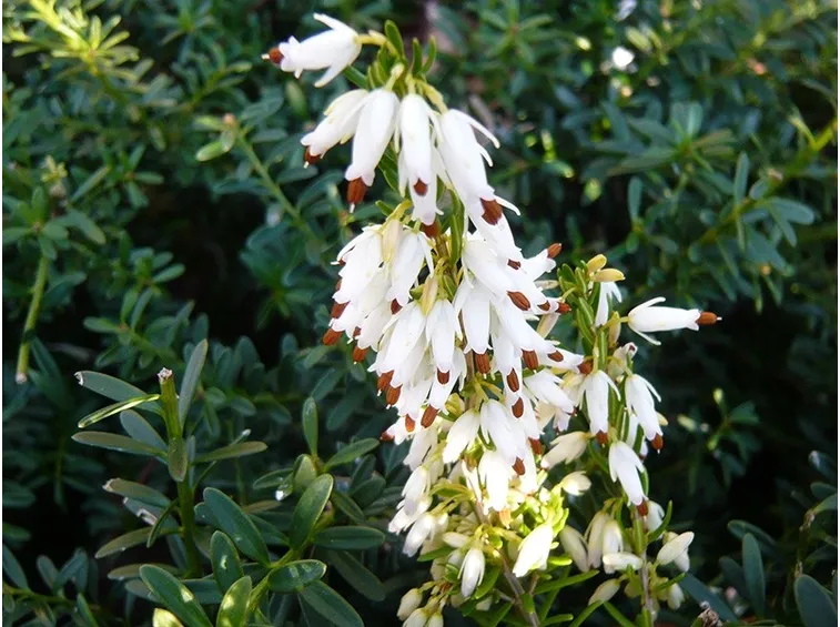 Pianta perenne fiore