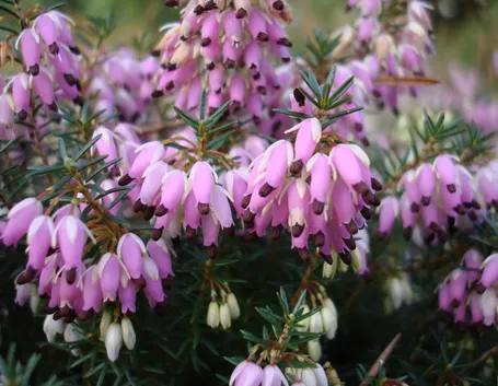 erica carnea