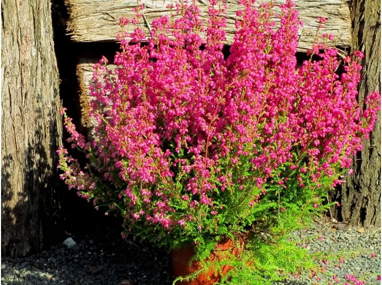 erica gracilis