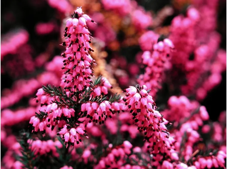 erica cinerea