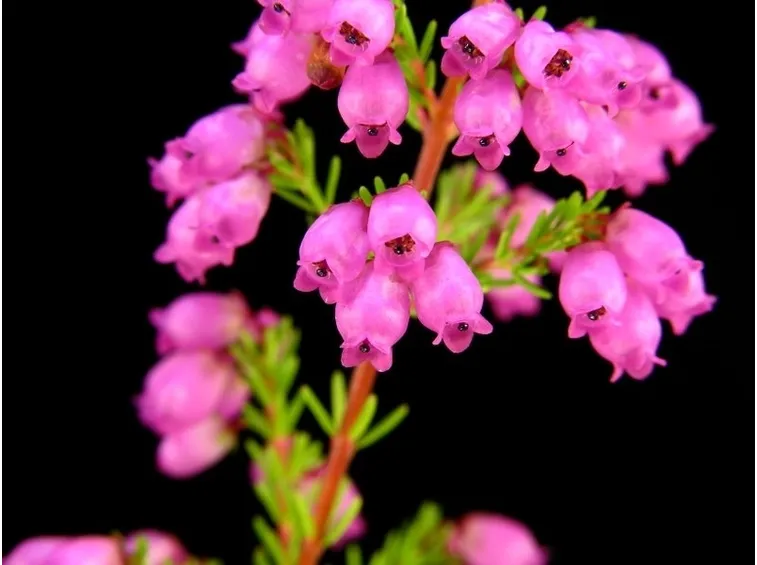 erica gracilis fiori