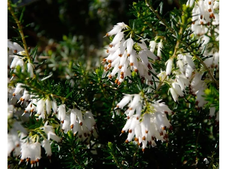 erica carnea