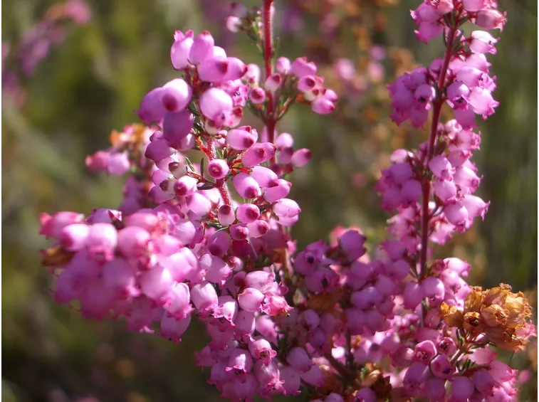 ramo erica gracilis