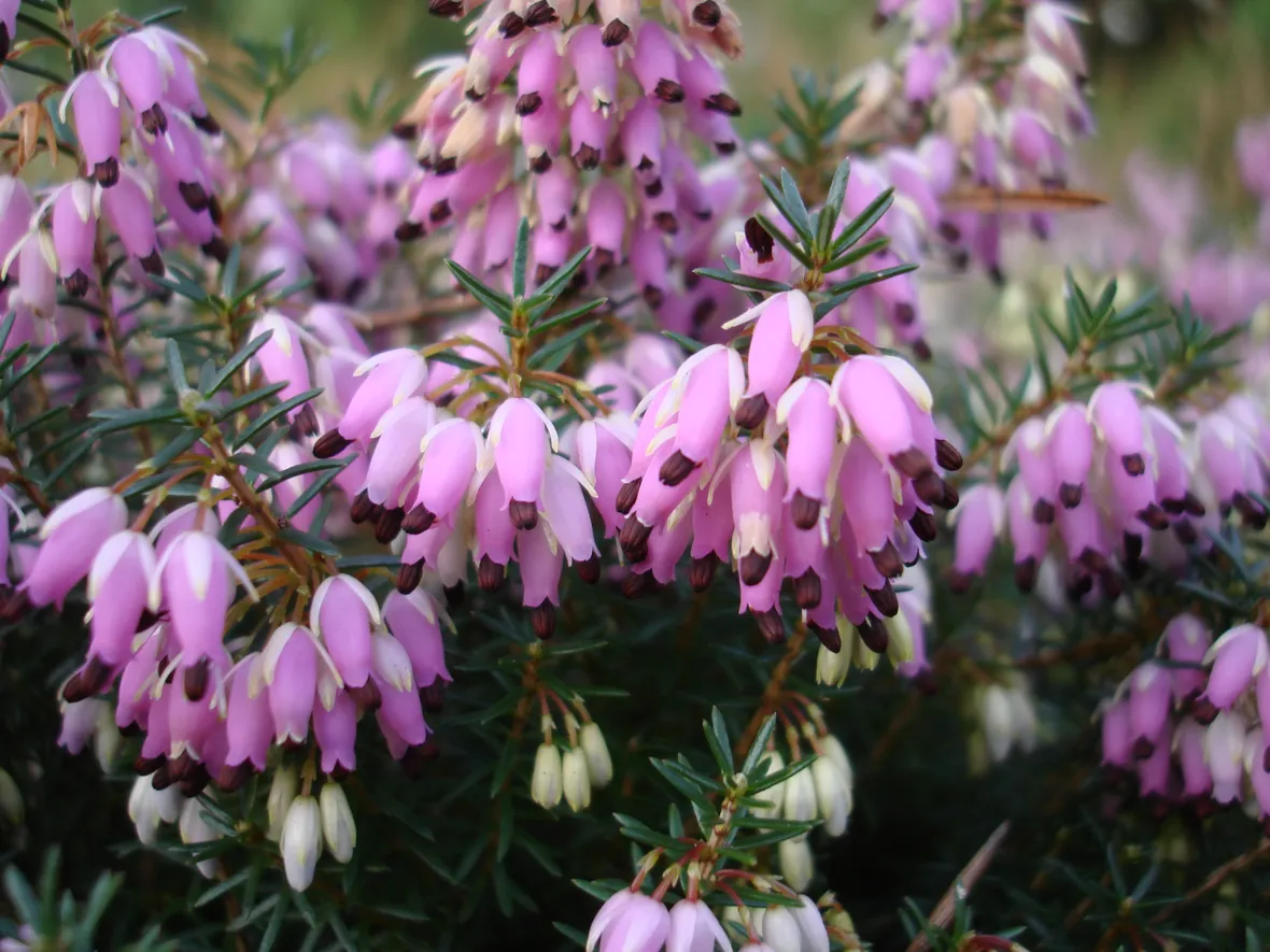 erica carnea