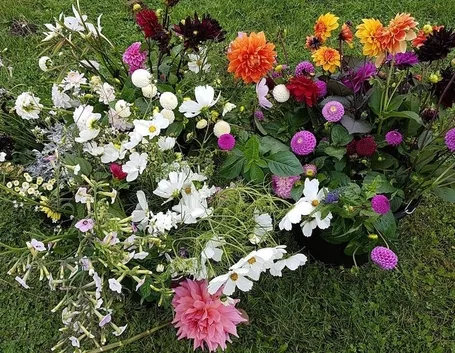 fiori autunnali