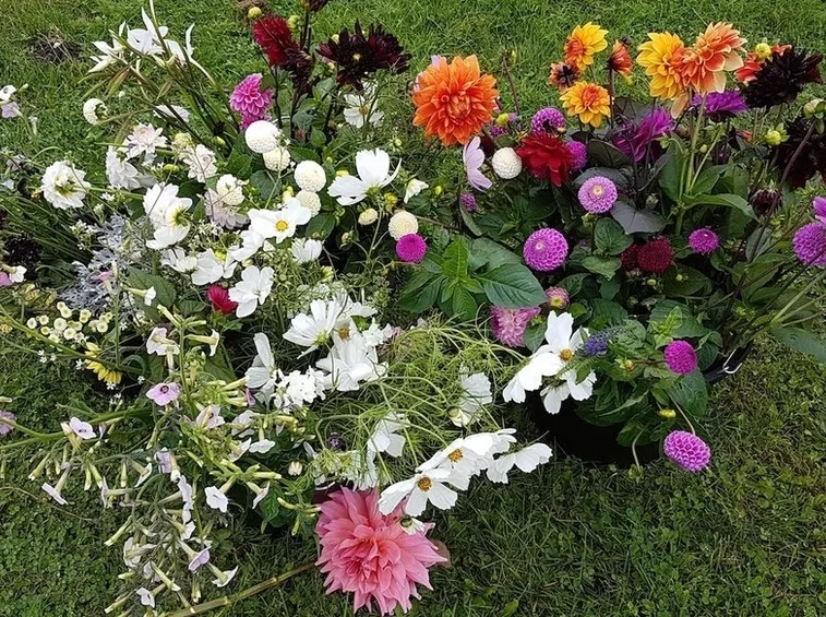 fiori autunnali