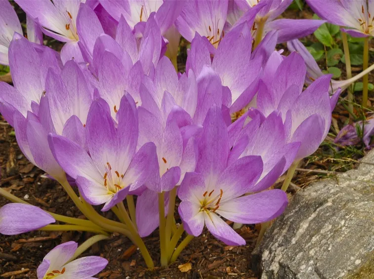 crocus
