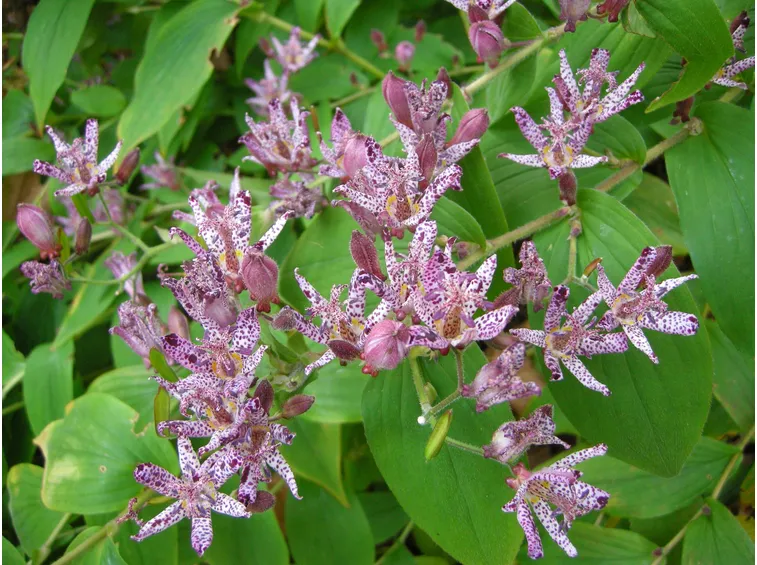 Tricyrtis