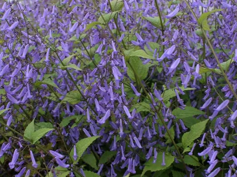 Rabdosia longituba