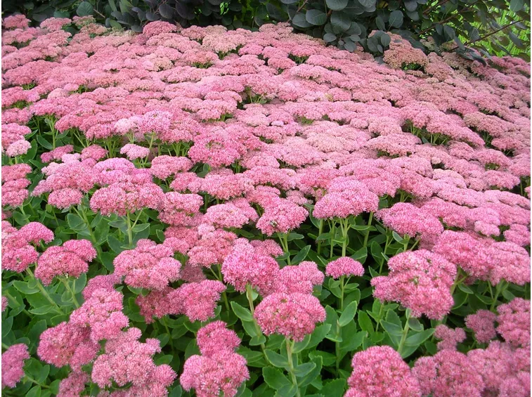 Sedum