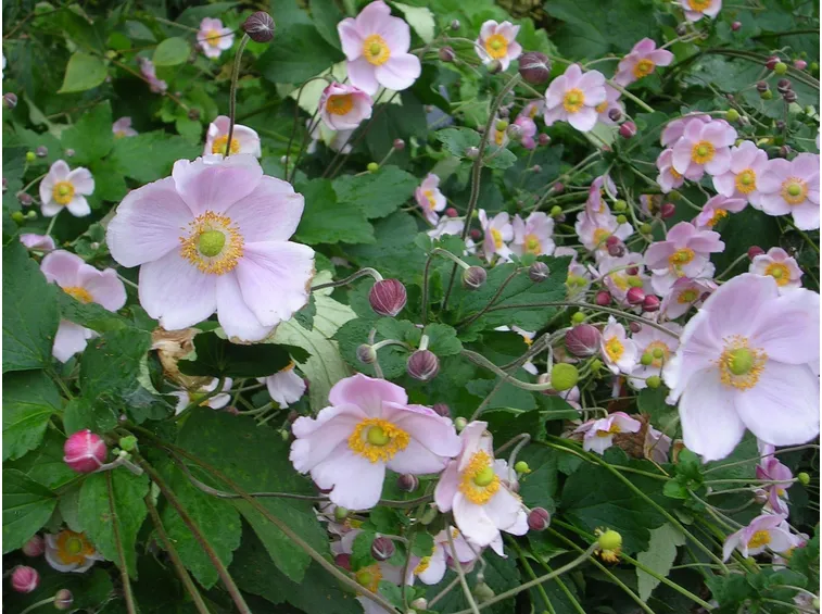 Anemoni autunnali