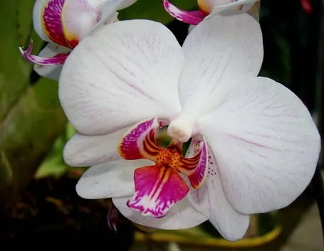 Esemplare di orchidea