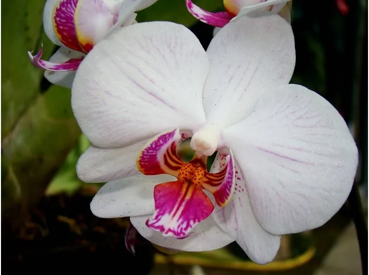 Esemplare di orchidea