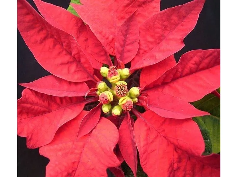 Esemplare di stella di natale