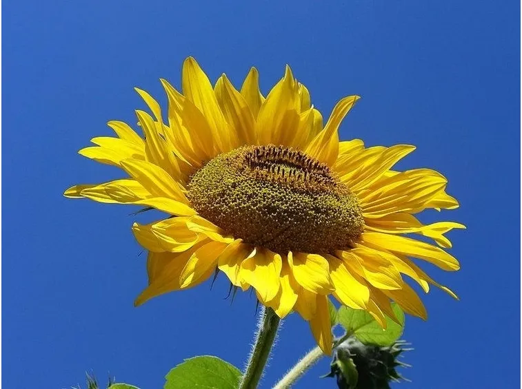 Bellissimo fiore di Girasole