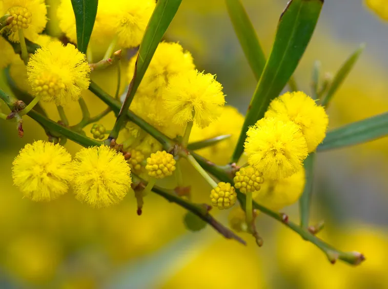 Caratteristiche infiorescenze della Mimosa
