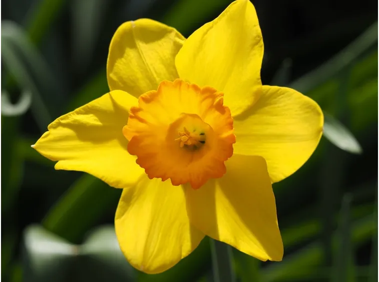 Particolare di Narciso giallo