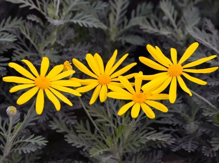 Euryops 