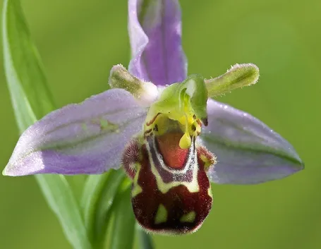 Fiore di orchidea vesparia, simile a Shrek