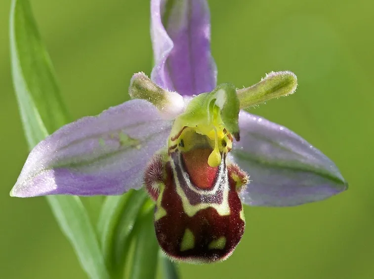 Fiore di orchidea vesparia, simile a Shrek