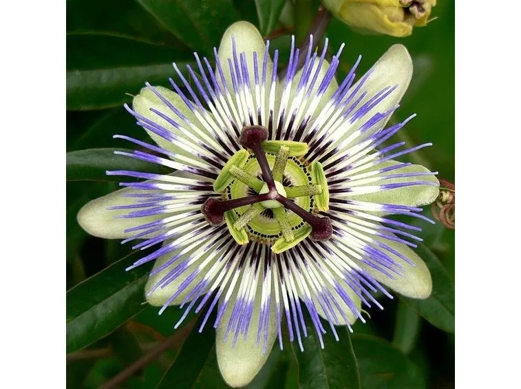 Fiore passiflora incarnata