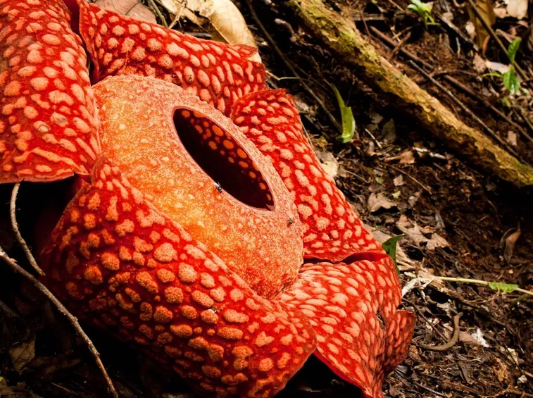 Foto Rafflesia arnoldii