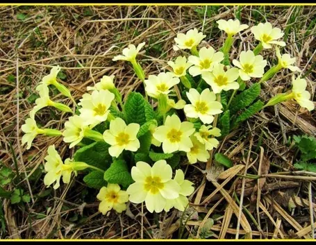 Primula vulgaris