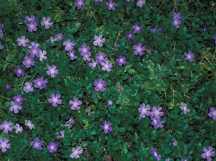 Cuscino di pervinca maggiore