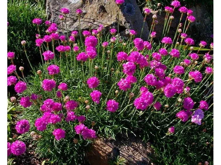 Armeria marittima su terreno roccioso