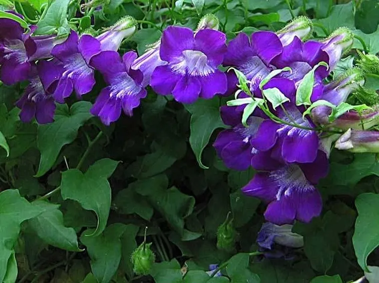 Asarina scandens