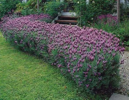 Una siepe di lavanda