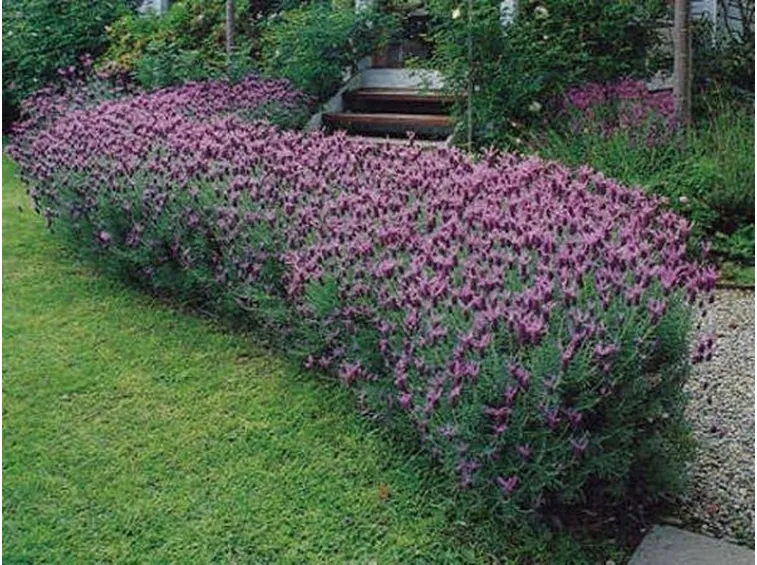Una siepe di lavanda