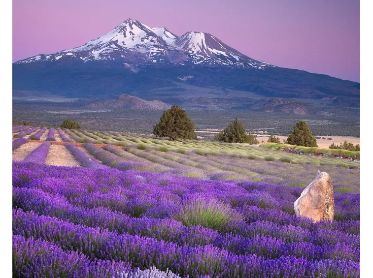 Un campo di lavanda