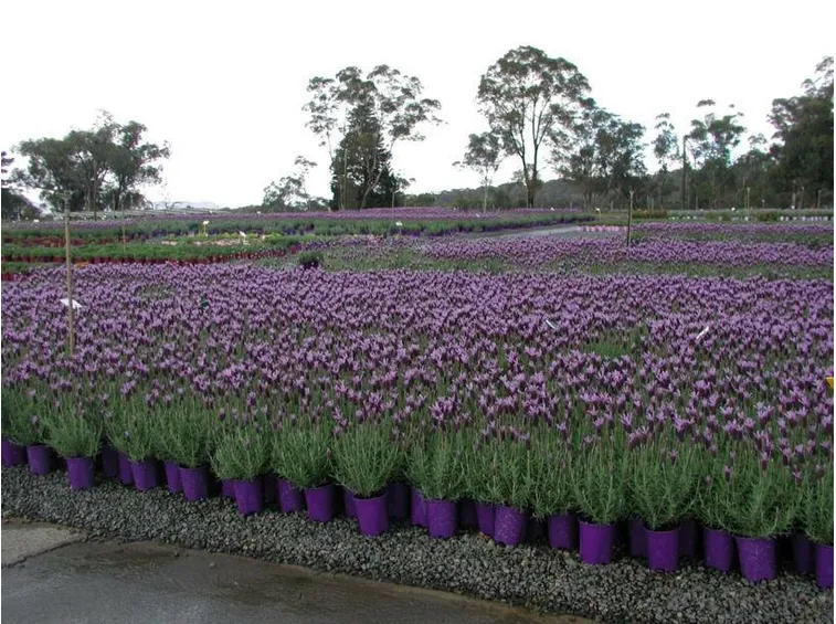 Vivaio di lavanda