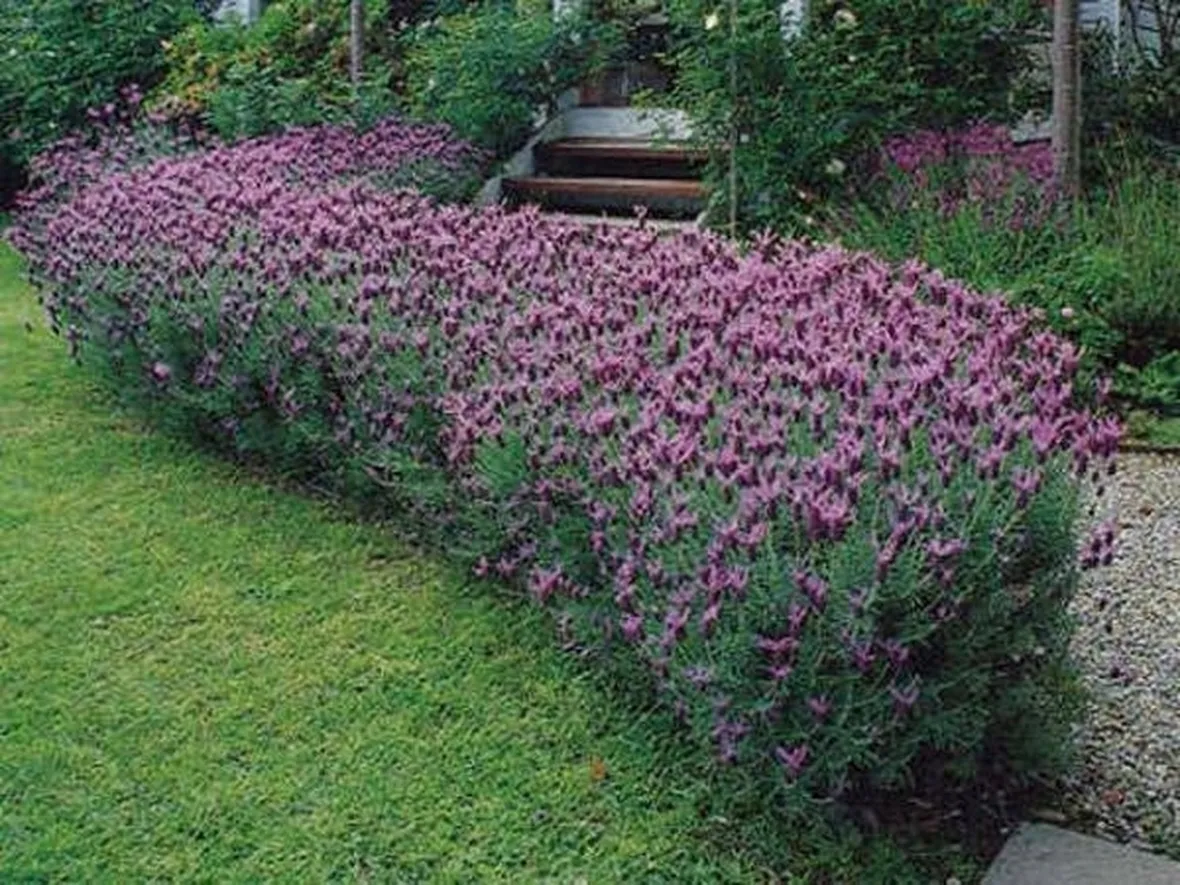 Una siepe di lavanda