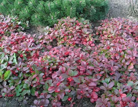 Gaultheria
