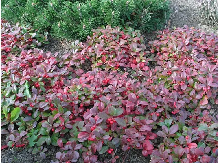 Gaultheria