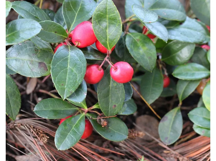 Gaultheria bacche