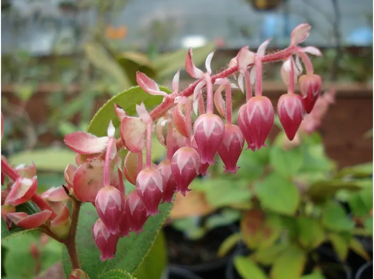 Gaultheria fiore