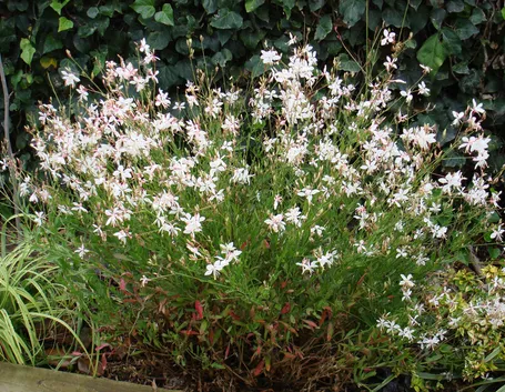 Gaura fiori bianchi