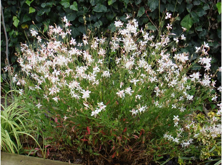 Gaura fiori bianchi
