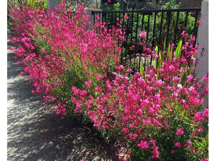 Gaura pianta giardino