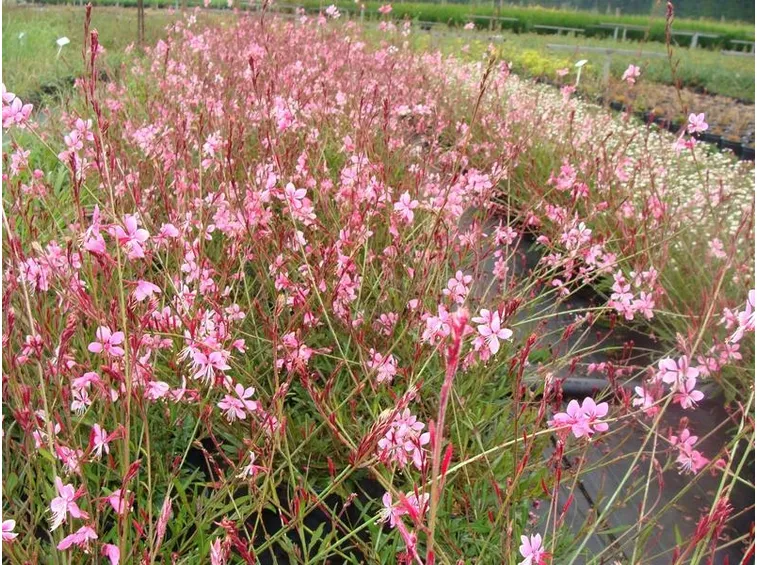 Gaura fiore