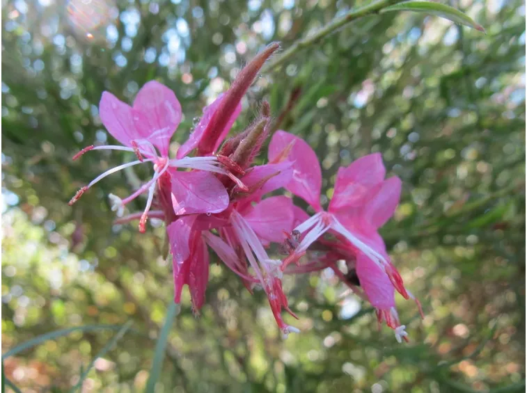 Gaura lindheimeri pianta