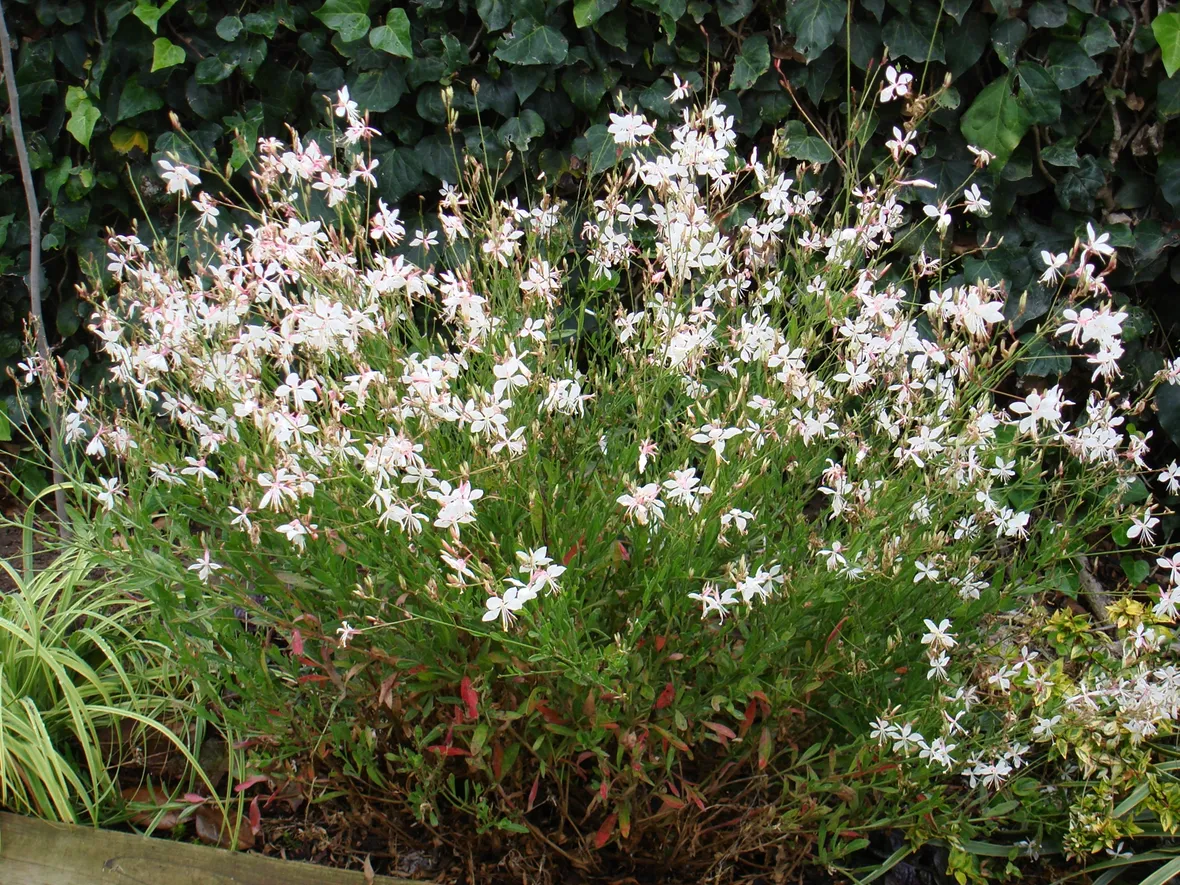Gaura fiori bianchi