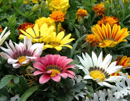 Gazania fiori