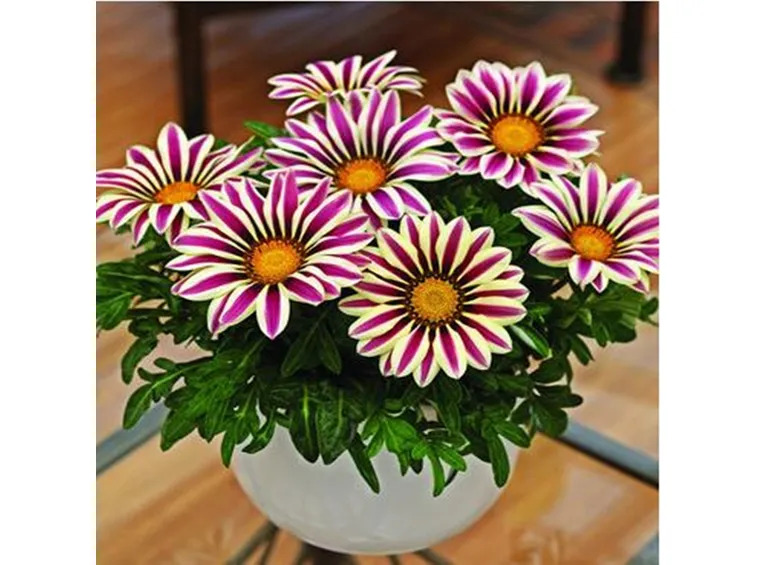 Pianta gazania