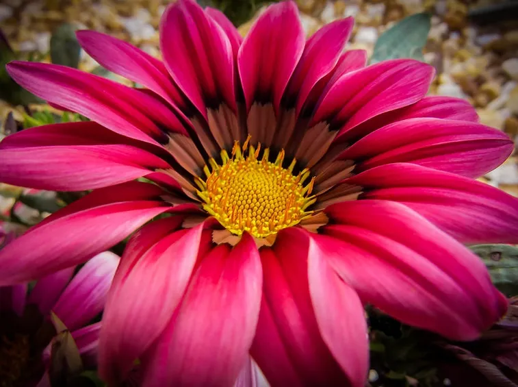 Gazania giardini