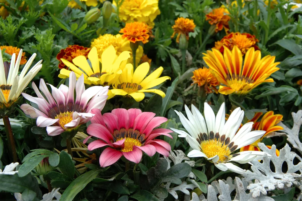 Gazania fiori